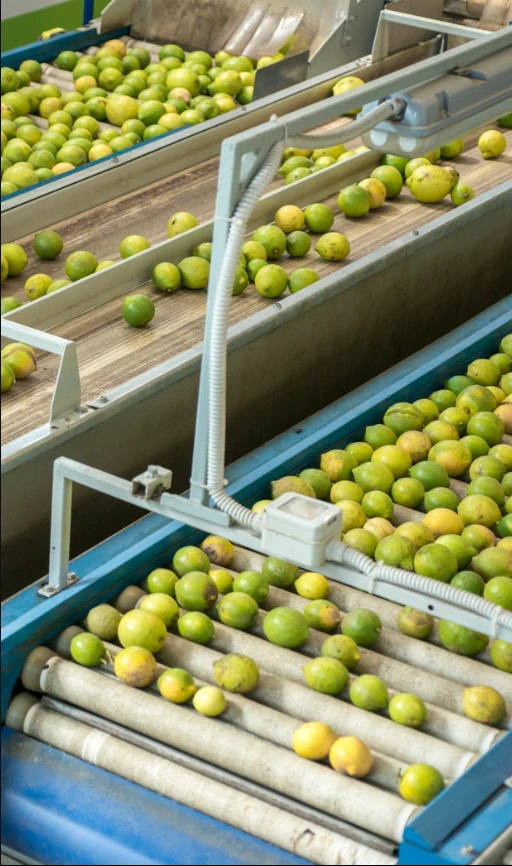 Limones en la banda de selección de una planta empacadora