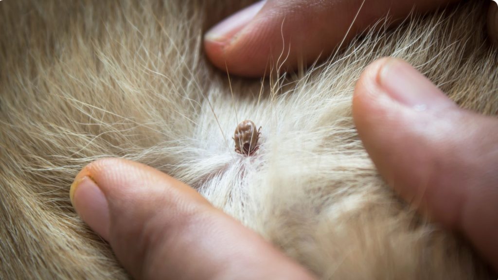 Todo lo que necesitas saber sobre las garrapatas en un perro: Cómo prevenir, detectar y tratar