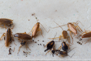 La Plaga Invisible: Descubre cómo identificar y combatir la Cucaracha Alemana.